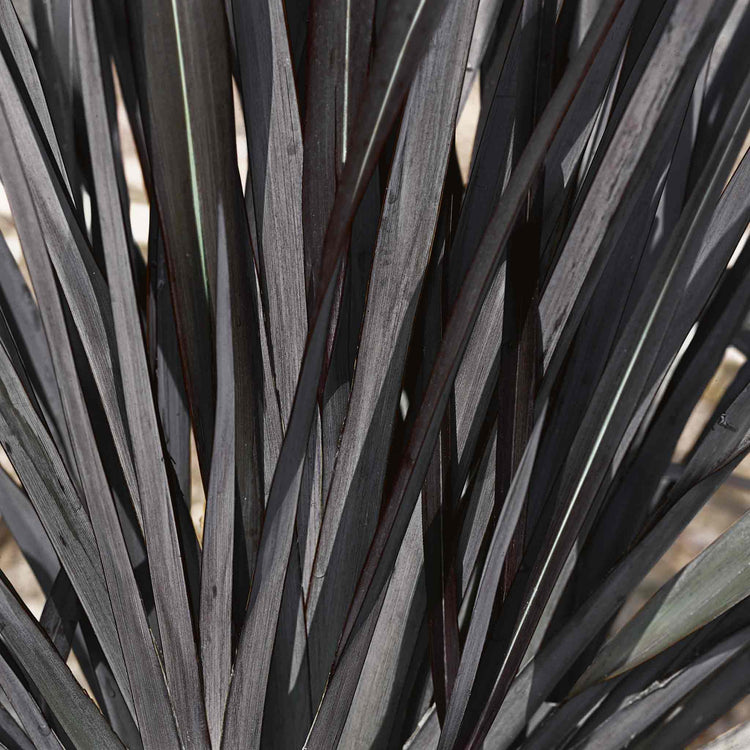 Phormium 'Black Velvet'