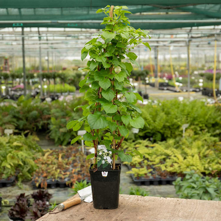 Hydrangea Plant 'Petiolaris'