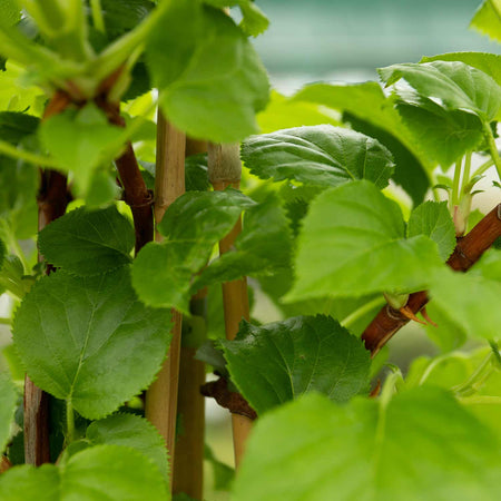 Climbing Hydrangea Plant 'Petiolaris'