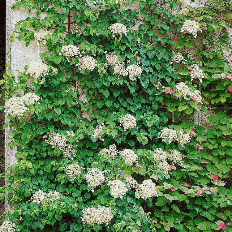 Climbing Hydrangea Plant 'Petiolaris'