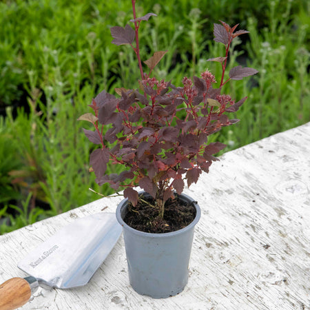 Physocarpus Plant 'Little Joker'