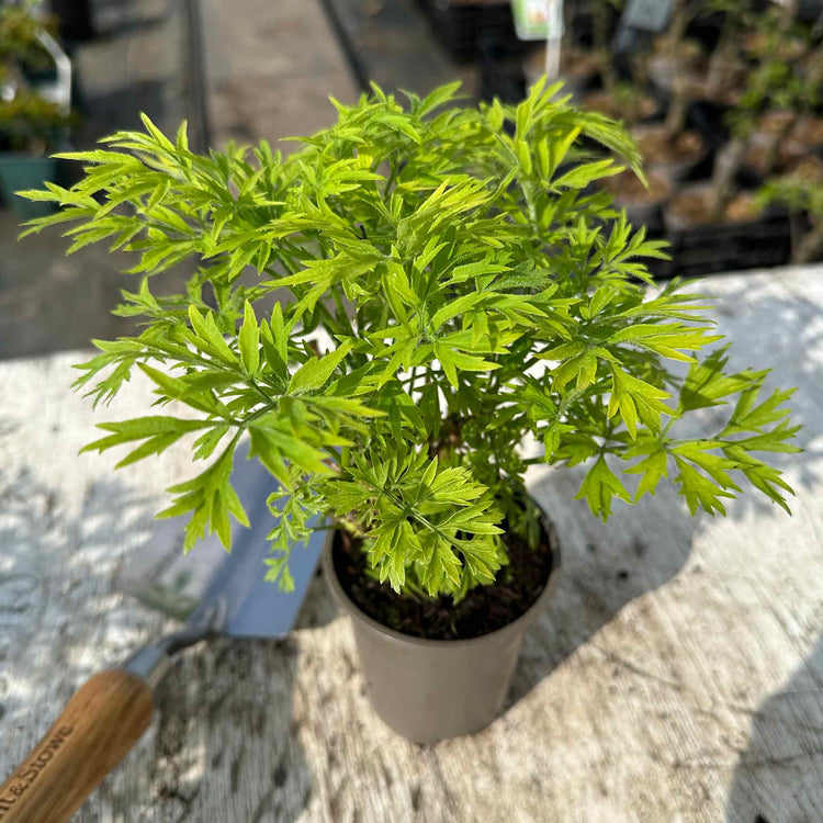 Sambucus Plant 'Golden Towers'