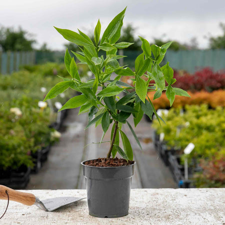 Daphne Hybrid Plant 'Perfume Princess'