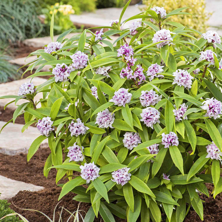 daphne plant in pot by front door Daphne Plant Collection