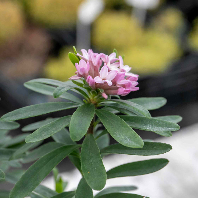 Daphne X Transatlantica Plant 'Eternal Fragrance'