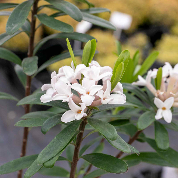 Daphne X Transatlantica Plant 'Eternal Fragrance'