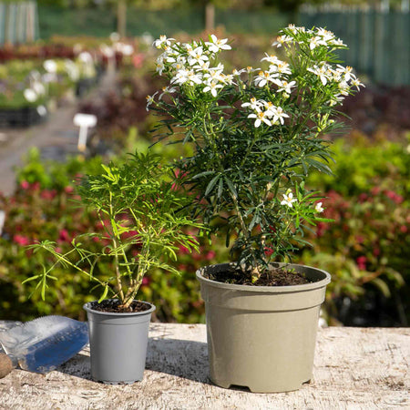 Choisya Plant 'White Dazzler'