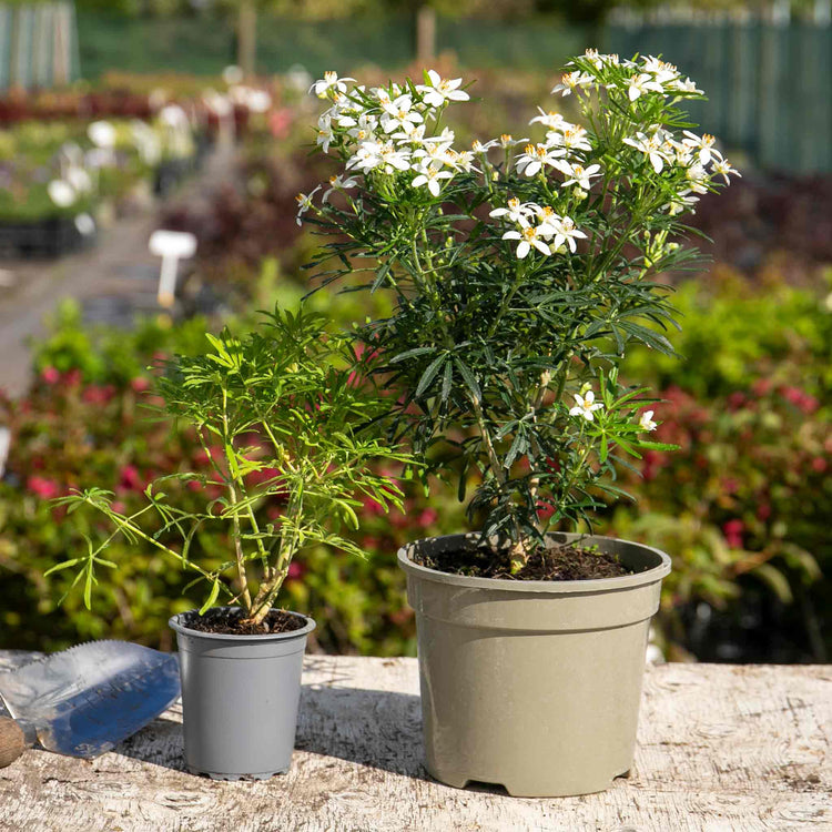 Choisya Plant 'White Dazzler'