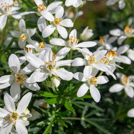 Choisya 'White Dazzler'