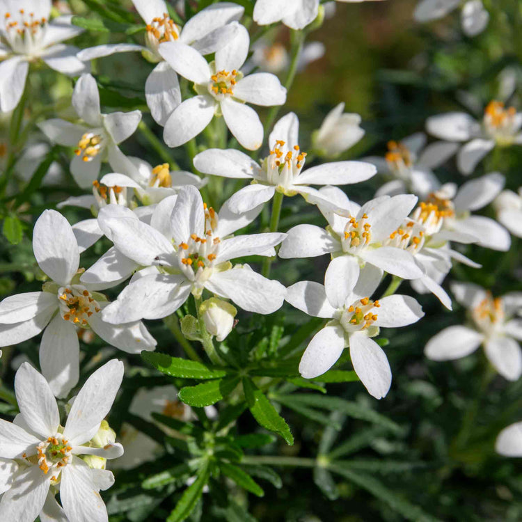 Choisya Plant 'White Dazzler'