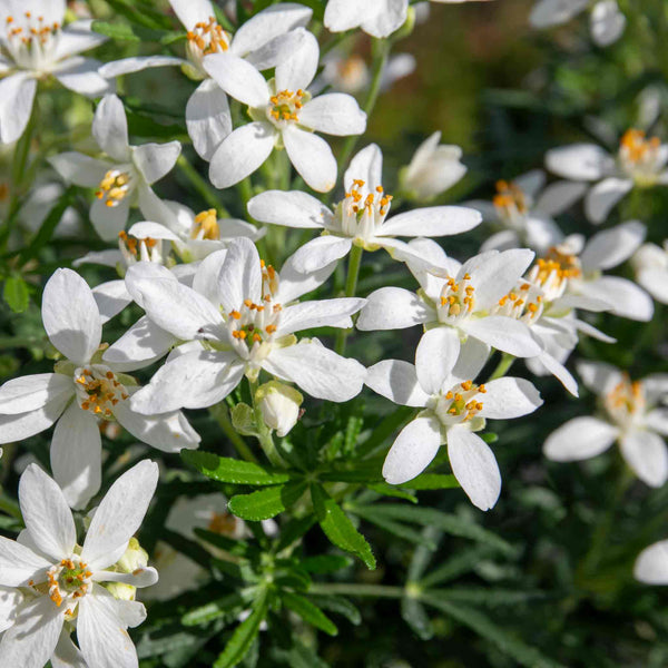 Choisya Plant 'White Dazzler'