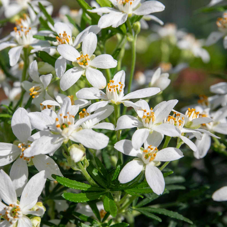 Choisya Plant 'White Dazzler'