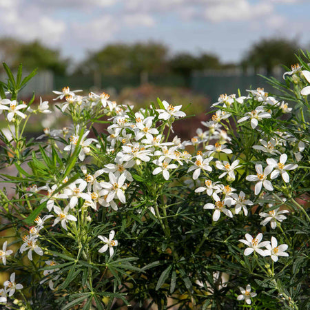 Choisya Plant 'White Dazzler'