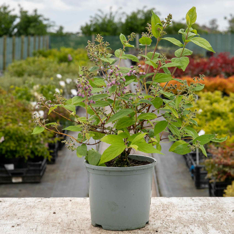 Deutzia Plant 'Raspberry Sundae'