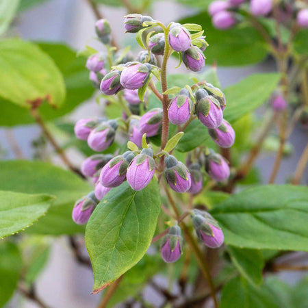 Deutzia Plant 'Raspberry Sundae'