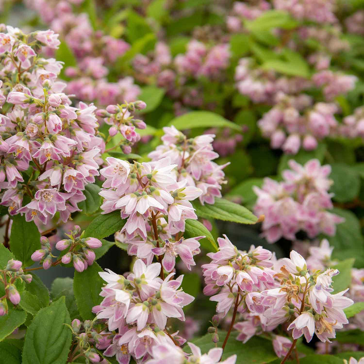 Deutzia Plant 'Raspberry Sundae'