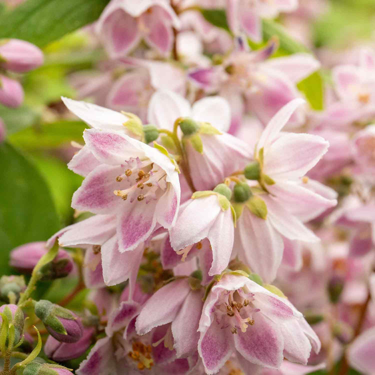 Deutzia Plant 'Raspberry Sundae'