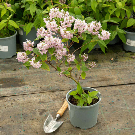 Deutzia Plant 'Raspberry Sundae'