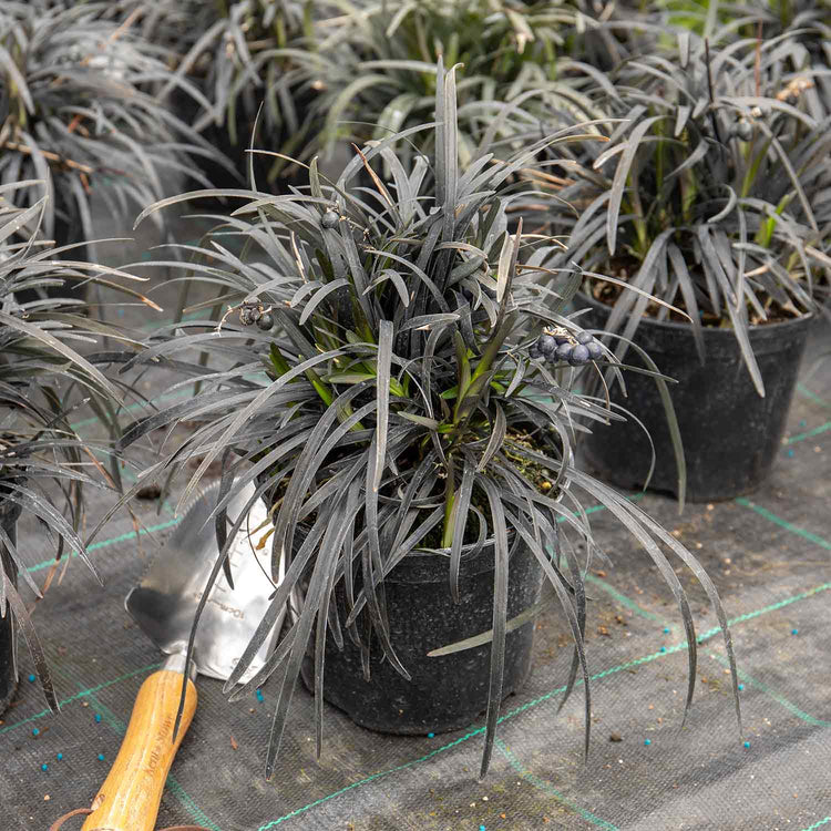 Ophiopogon Plant 'Planiscapus Nigrescens'