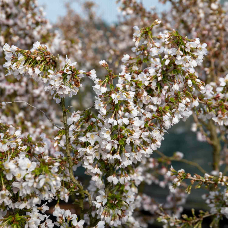 Flowering Cherry Tree 'Kojo No Mai'