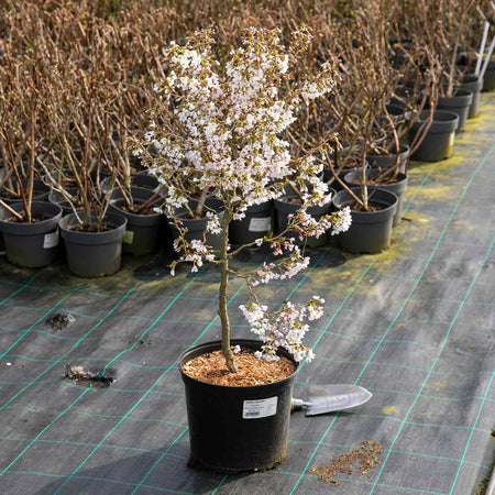 Flowering Cherry Tree 'Kojo No Mai'