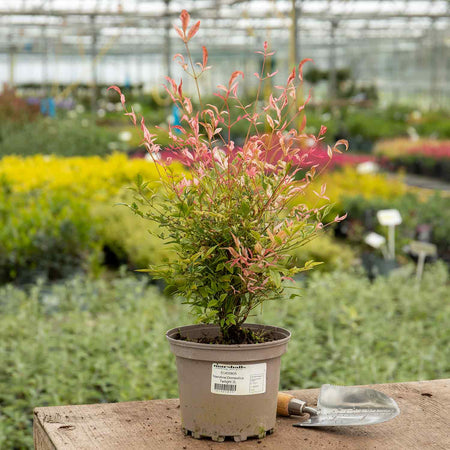 Nandina domestica Plant 'Twilight ®'