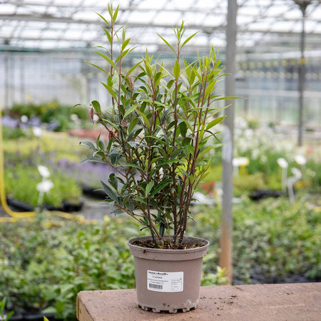 Sarcococca hookeriana Plant 'Purple Stem'