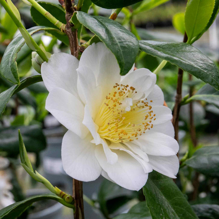 Camellia Plant 'Silver Anniversary'