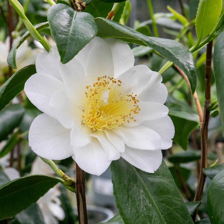 Camellia Plant 'Silver Anniversary'