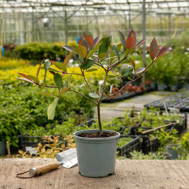 Photinia Plant 'Red Robin'