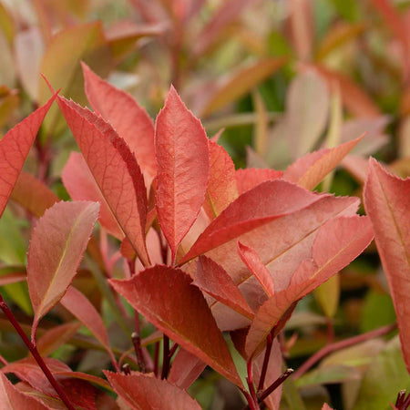 Photinia Plant 'Red Robin'