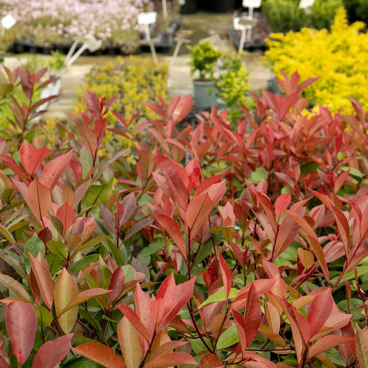 Photinia 'Red Robin' - 3Ltr Plant | Buy Photinia Plants Online ...