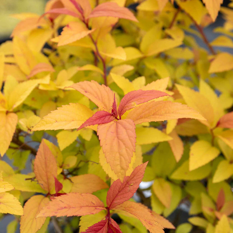 Spiraea Japonica Plant 'Goldflame'