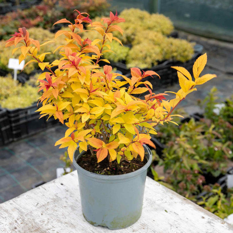 Spiraea Japonica Plant 'Goldflame'