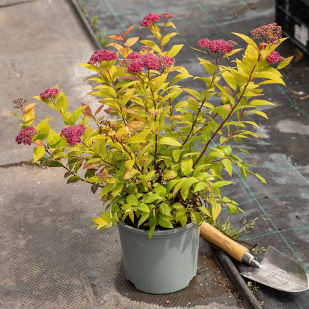 Spiraea Japonica Plant 'Goldflame'