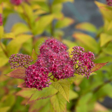 Spiraea Japonica Plant 'Goldflame'