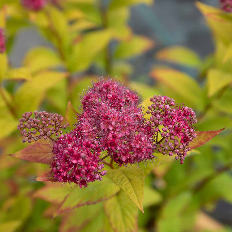 Spiraea Japonica Plant 'Goldflame'