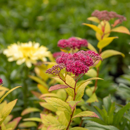 Spiraea Japonica Plant 'Goldflame'