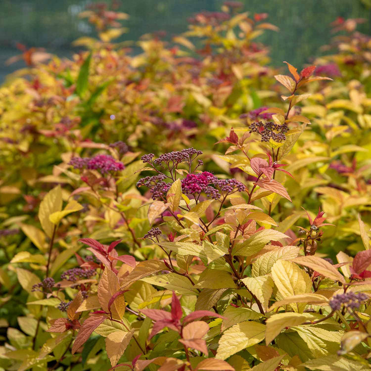 Spiraea Japonica Plant 'Goldflame'