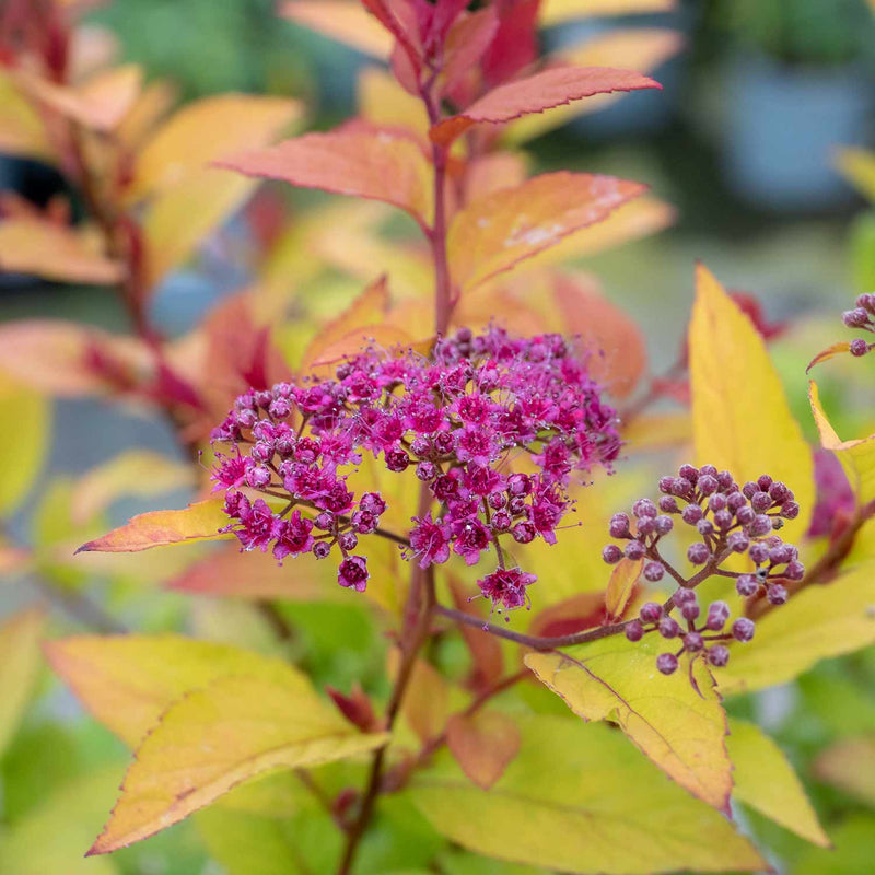 Spiraea Japonica Plant 'Firelight'