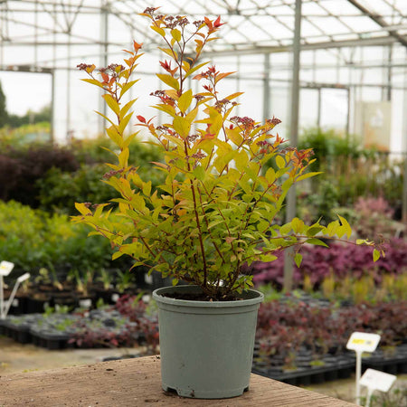 Spiraea Japonica Plant 'Firelight'