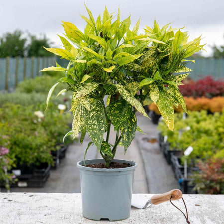 Aucuba Japonica Plant 'Golden Girl'