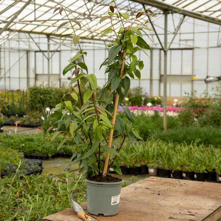 Honeysuckle Plant 'Copper Beauty'