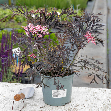 Sambucus Plant 'Black Lace'