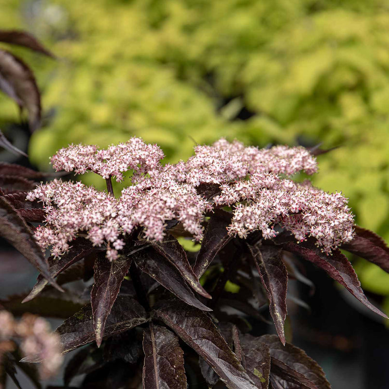 Sambucus nigra Plant 'Black Tower'