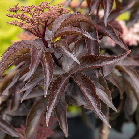 Sambucus nigra Plant 'Black Tower'