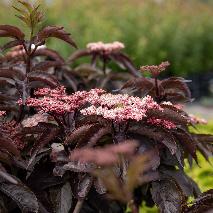 Sambucus nigra Plant 'Black Tower'