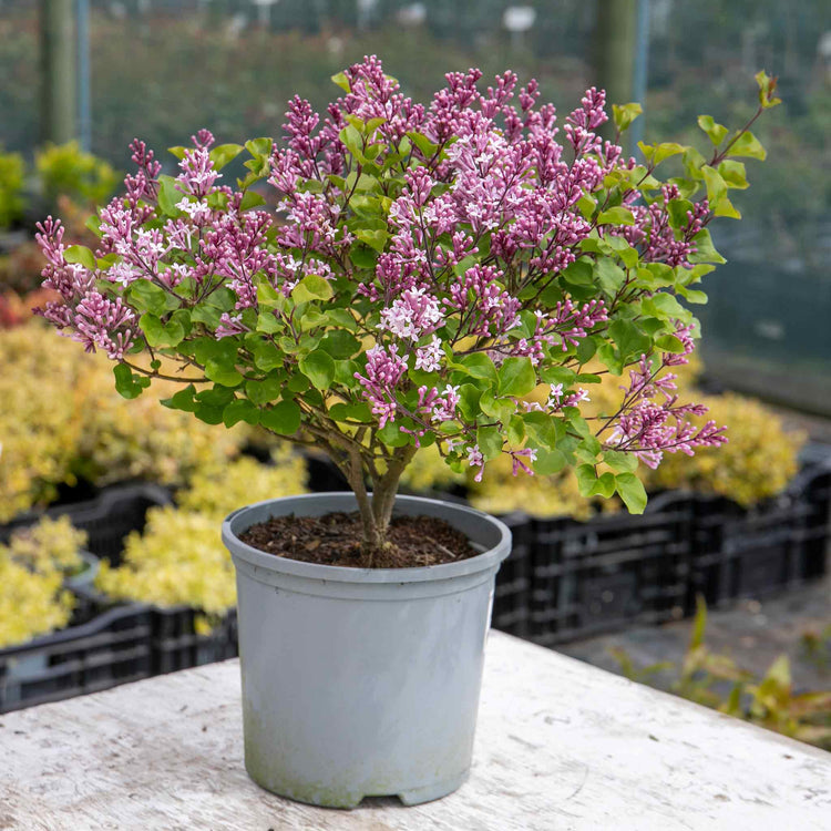 Syringa meyeri Plant 'Palibin'