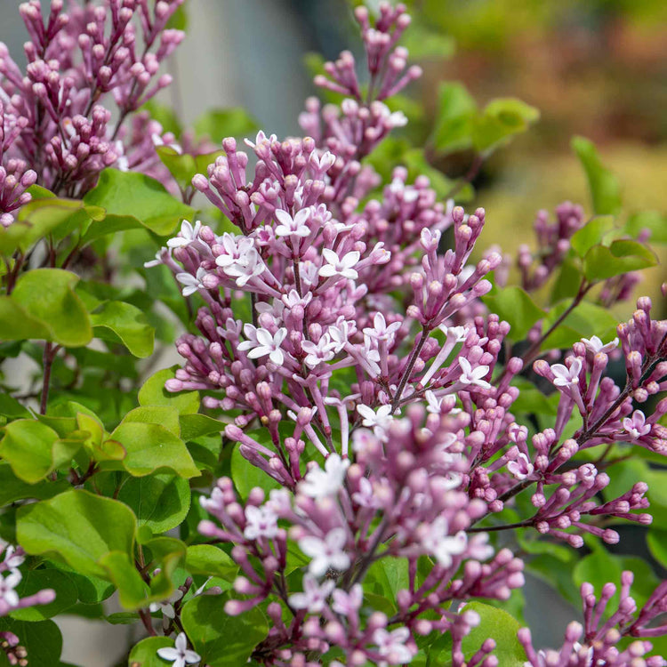 Syringa meyeri Plant 'Palibin'