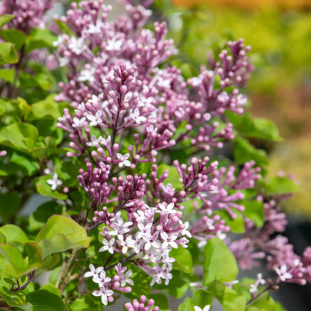 Syringa meyeri Plant 'Palibin'